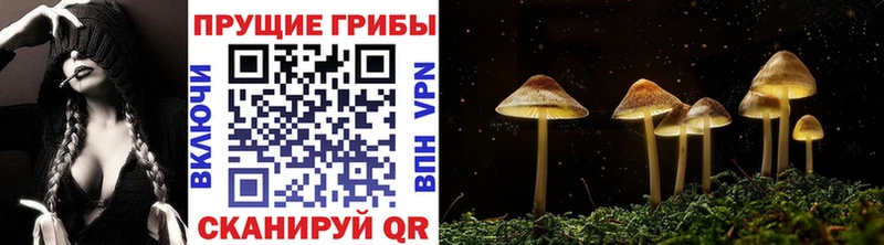 Псилоцибиновые грибы Psilocybe  Тосно 